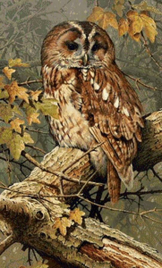 Серия "Пернатые" - кленовые листья, осень, сова, ветка, лес - предпросмотр