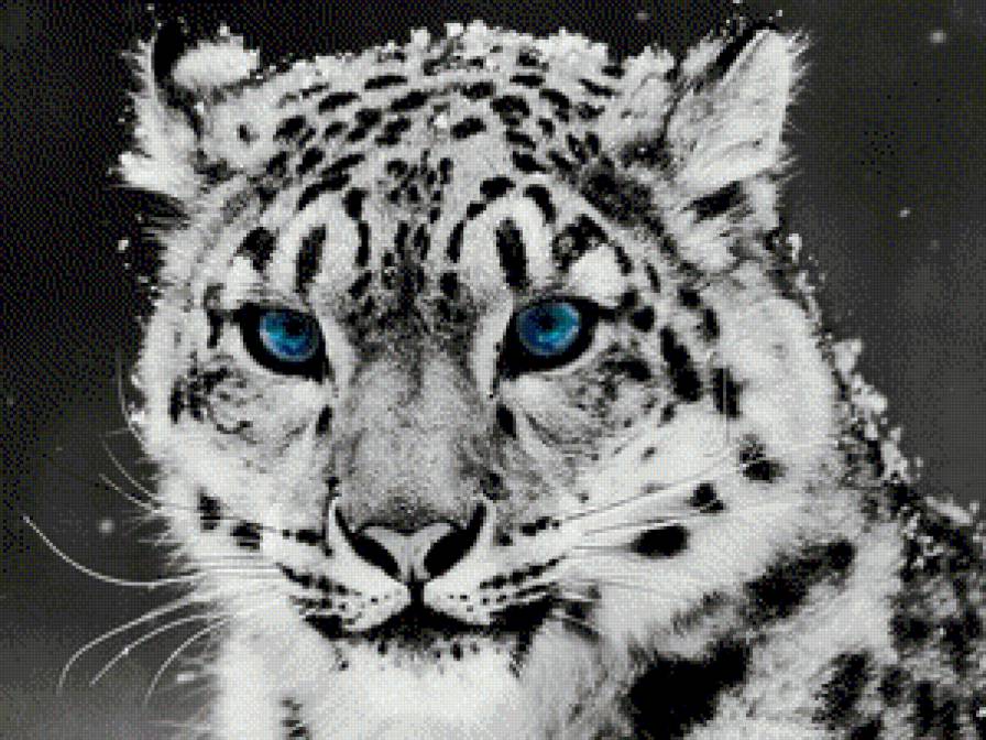 Снежный барс - барс, животные, кошки - предпросмотр