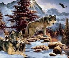 семейство волков