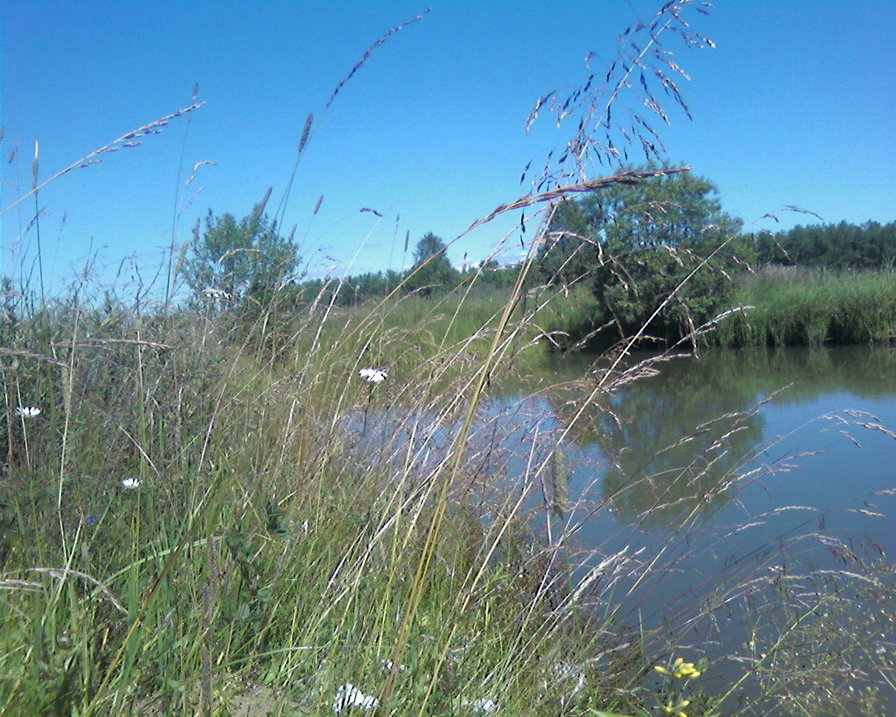 возле дома - природа - оригинал