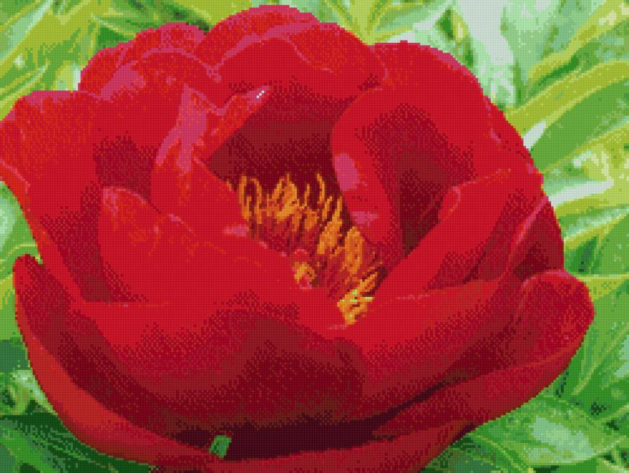 пион - предпросмотр