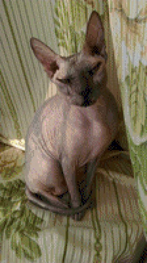 Сфинкс - портрет, сфинкс, кошка - предпросмотр