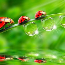 Схема вышивки «божьи коровки»