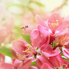 Схема вышивки «цветы»