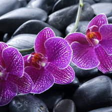 Схема вышивки «орхидея»