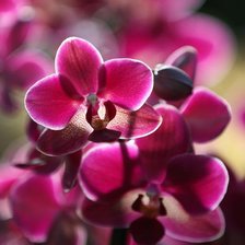 Схема вышивки «орхидея»