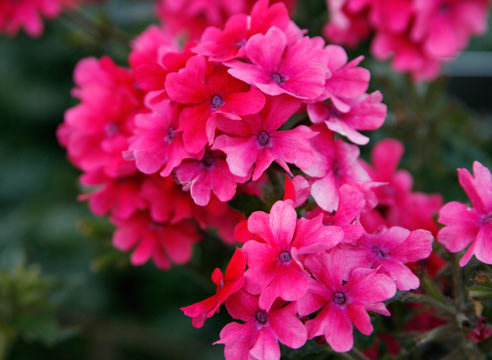 вербена - оригинал