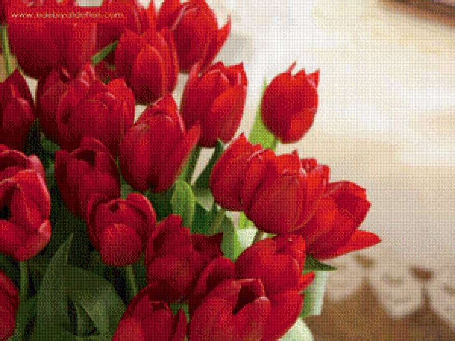 тюльпаны - предпросмотр