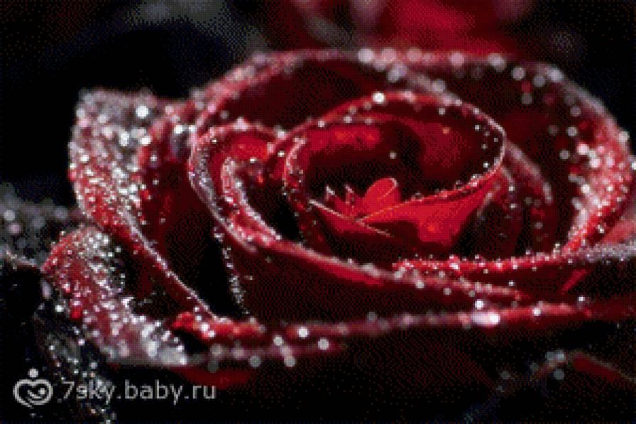 роза - предпросмотр