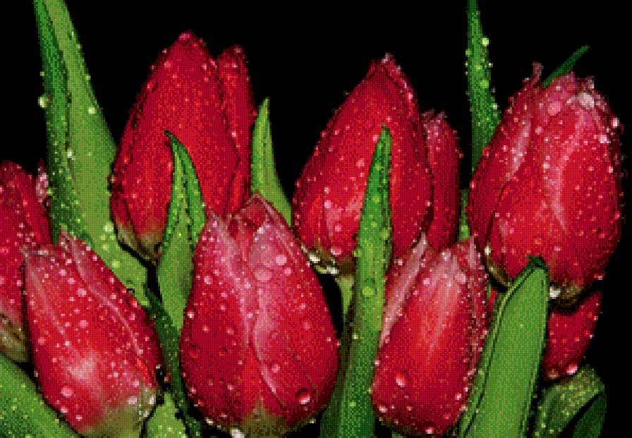 тюльпаны - предпросмотр