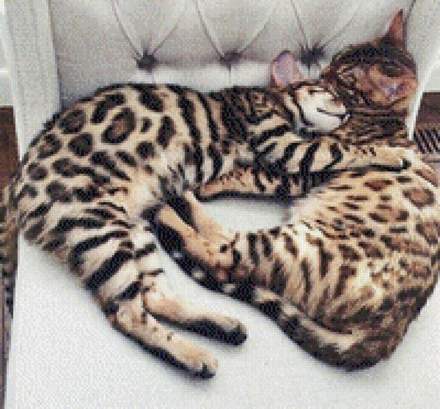 №987577 - животные, кошки, котенок, звери - предпросмотр