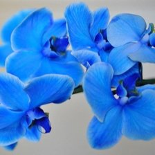 Схема вышивки «№987580»