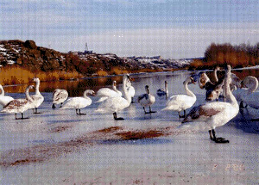 Южноукраинск 2 - лебеди, река, города - предпросмотр