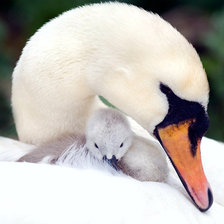 Схема вышивки «№987941»