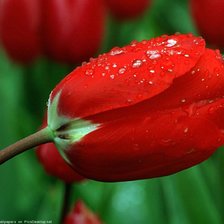 Схема вышивки «№987955»