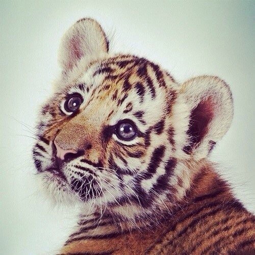 милашка - тигр, тигренок - оригинал