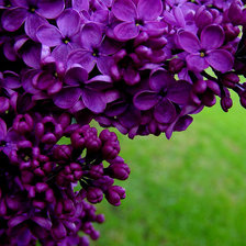 Схема вышивки «№988001»