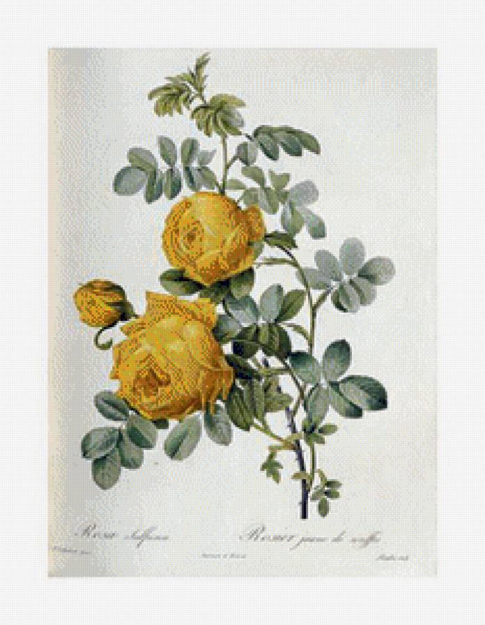 №988024 - предпросмотр