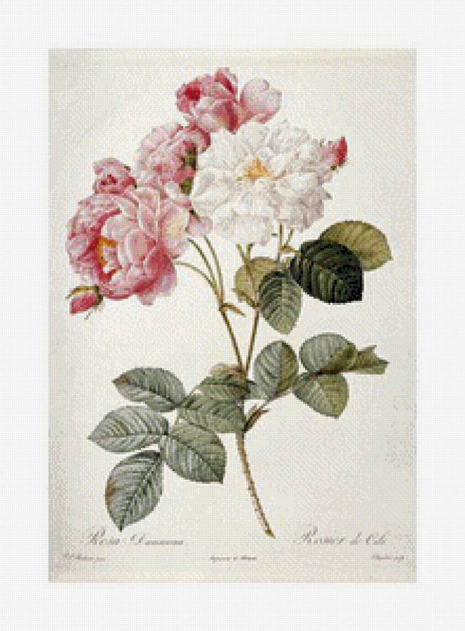 №988025 - предпросмотр