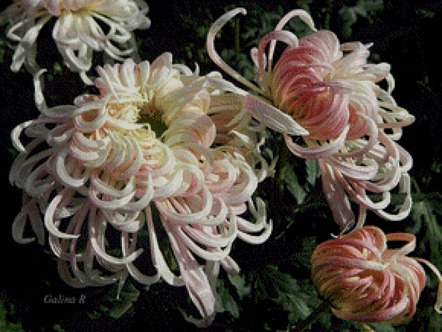 японские хризантемы - цветы, хризантема, букет - предпросмотр