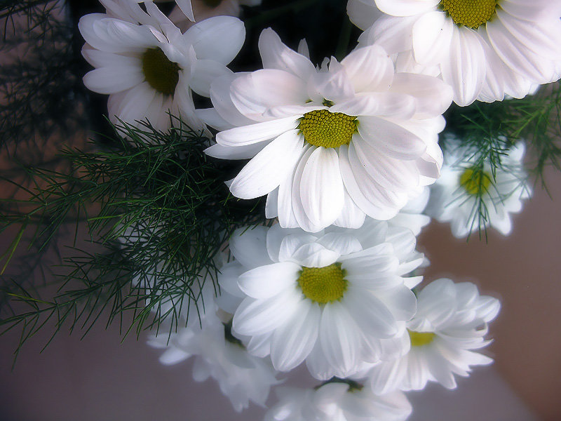 Космеи белые - космея, цветы, белые цветы - оригинал