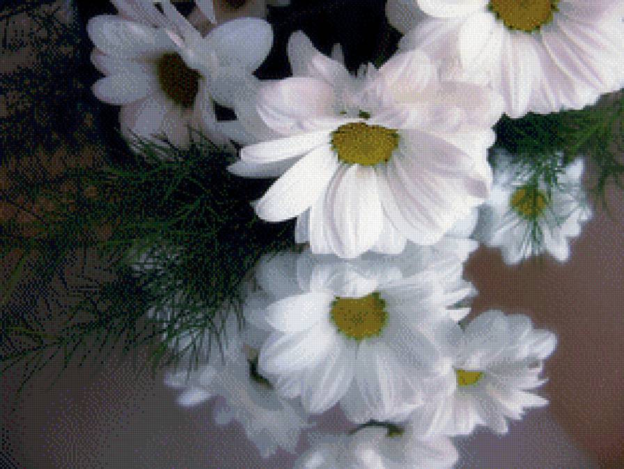 Космеи белые - космея, цветы, белые цветы - предпросмотр