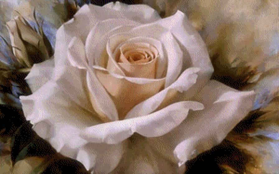 Роза - роза, белая, цветок - предпросмотр