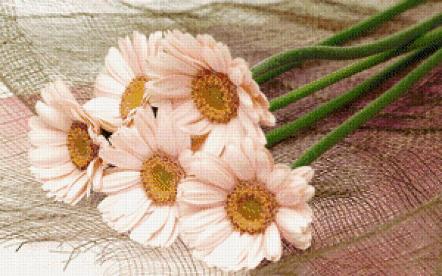 герберы - цветы - предпросмотр