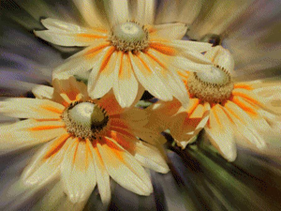 герберы - цветы, герберы, красивые - предпросмотр