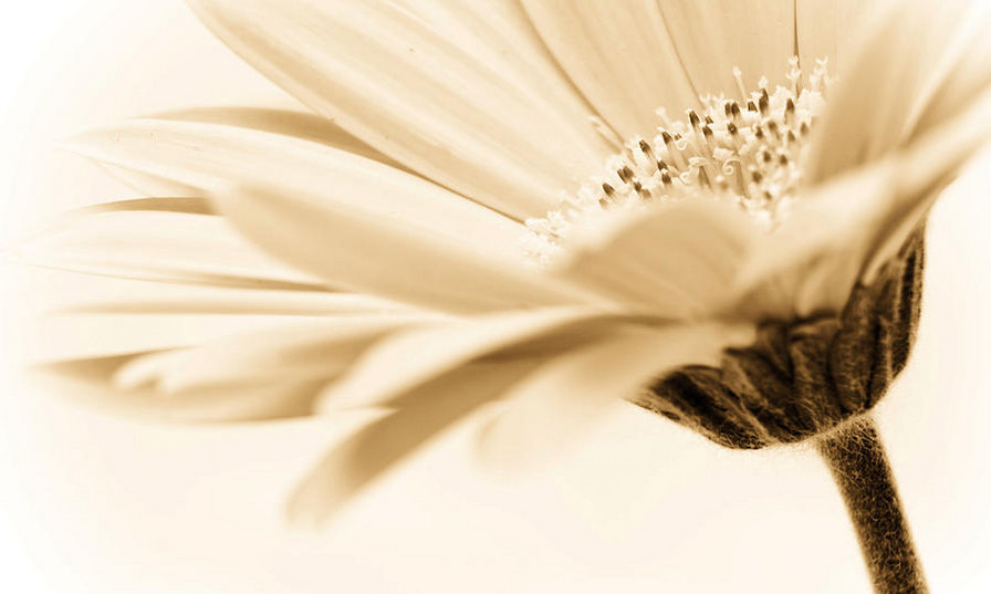 герберы - оригинал