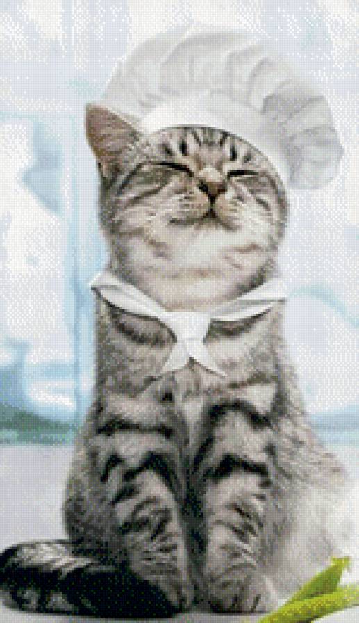 Шеф-повар - животные, кошки - предпросмотр