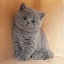 Схема вышивки «№988320»