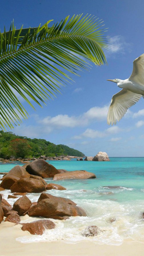 остров - морской пейзаж, пальмы - оригинал