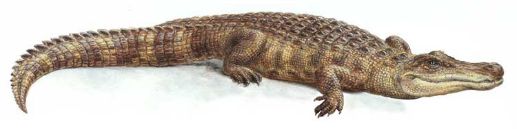 Крокодил - вышивка крокодил - оригинал