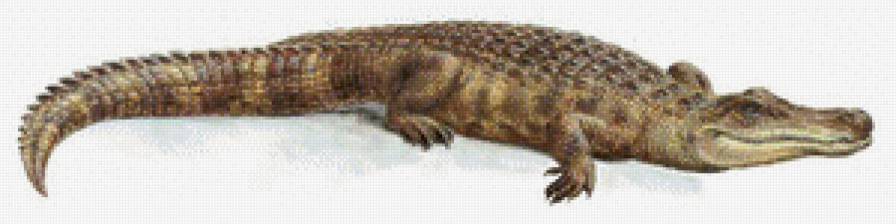 Крокодил - вышивка крокодил - предпросмотр