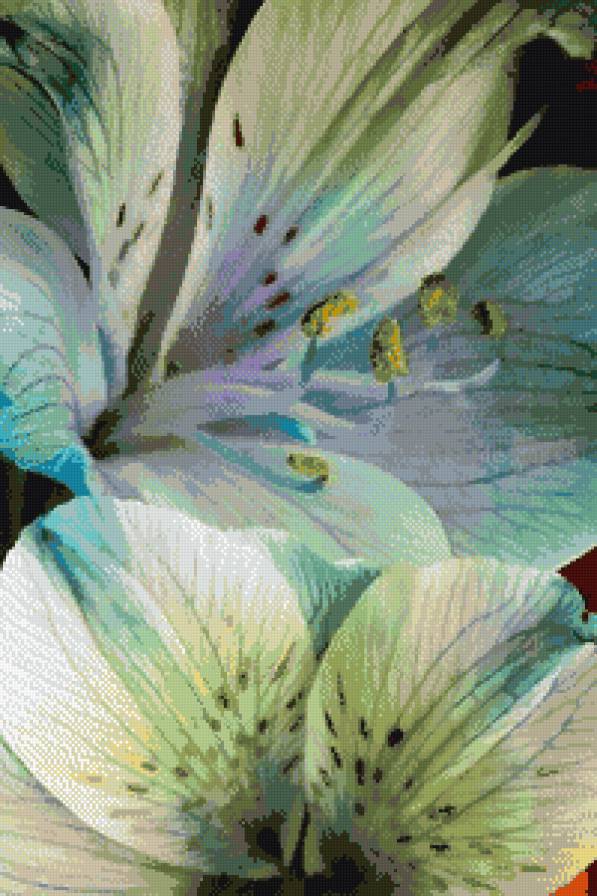 лилии - цветы - предпросмотр