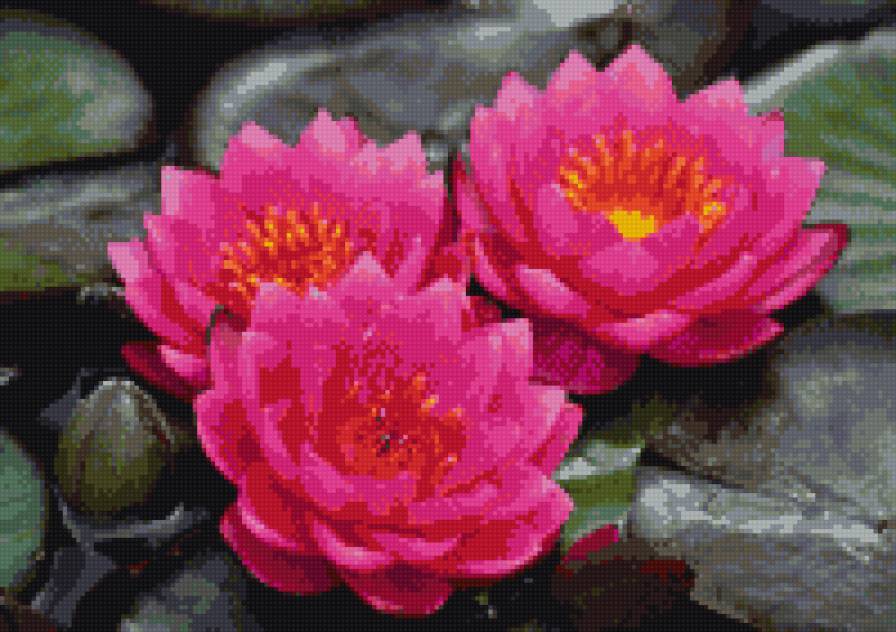 Лотос - лотос, цветы - предпросмотр