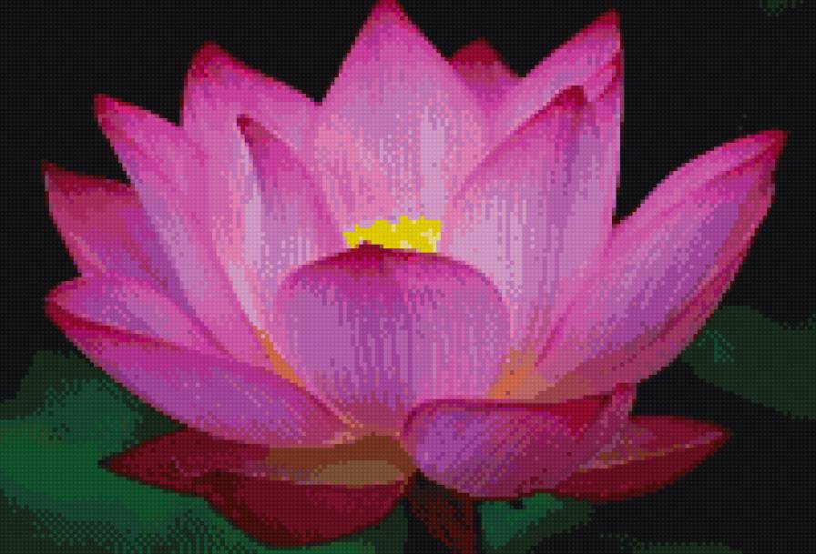 Лотос - цветы, лотос - предпросмотр