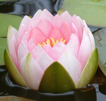 Лотос - лотос, цветы - оригинал