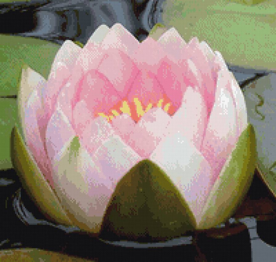 Лотос - лотос, цветы - предпросмотр