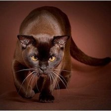 Схема вышивки «Кошка»