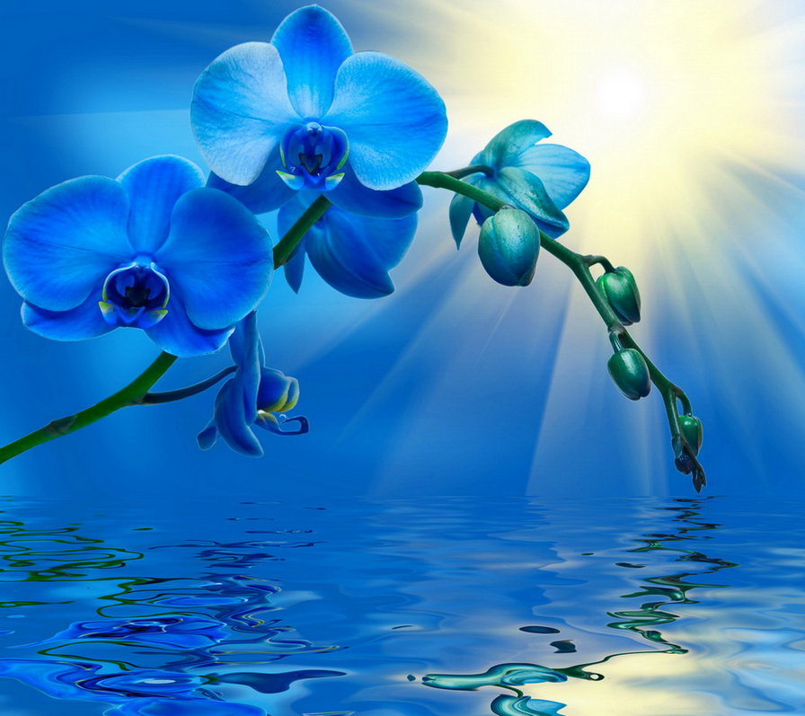 Голубая орхидея - цветы, орхидеи - оригинал