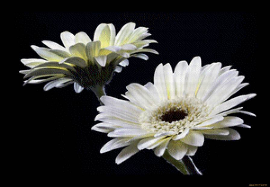 Герберы - предпросмотр