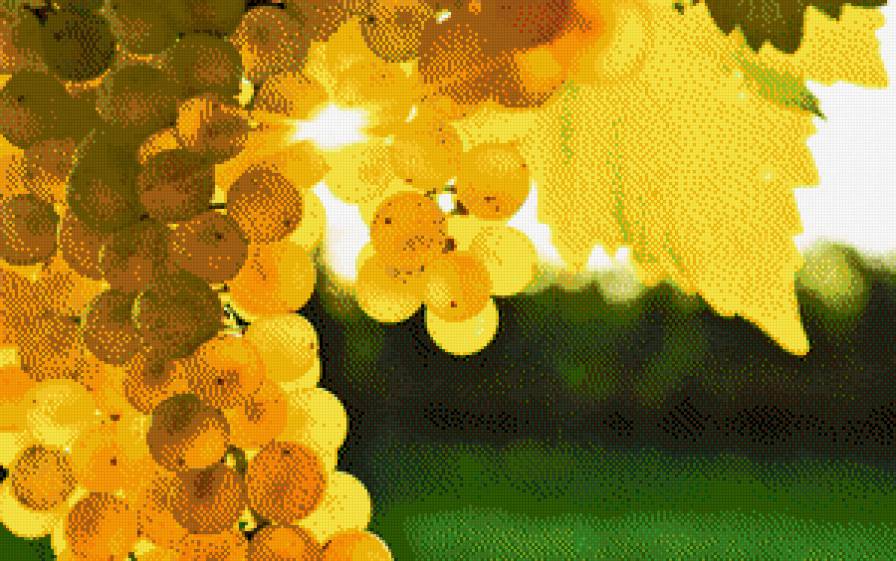 виноград - виноград, фрукты - предпросмотр