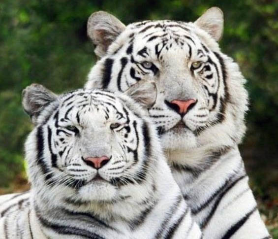 тигры - тигры - оригинал