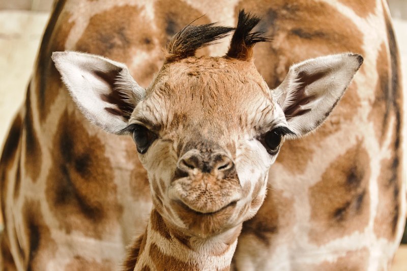 Жираф - жираф, животные, прикольные, детеныши животных - оригинал
