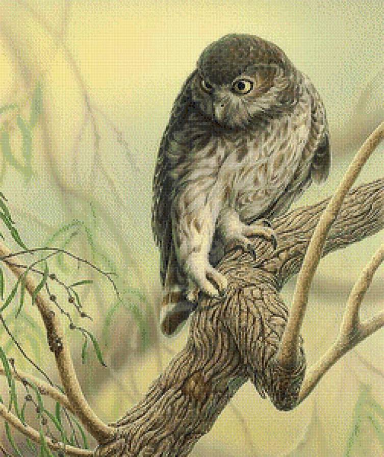 Серия "Пернатые" - сова, природа, птица, пейзаж - предпросмотр