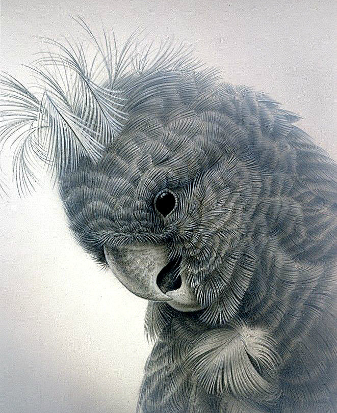 Серия "Пернатые" - птица, попугай, птичка - оригинал