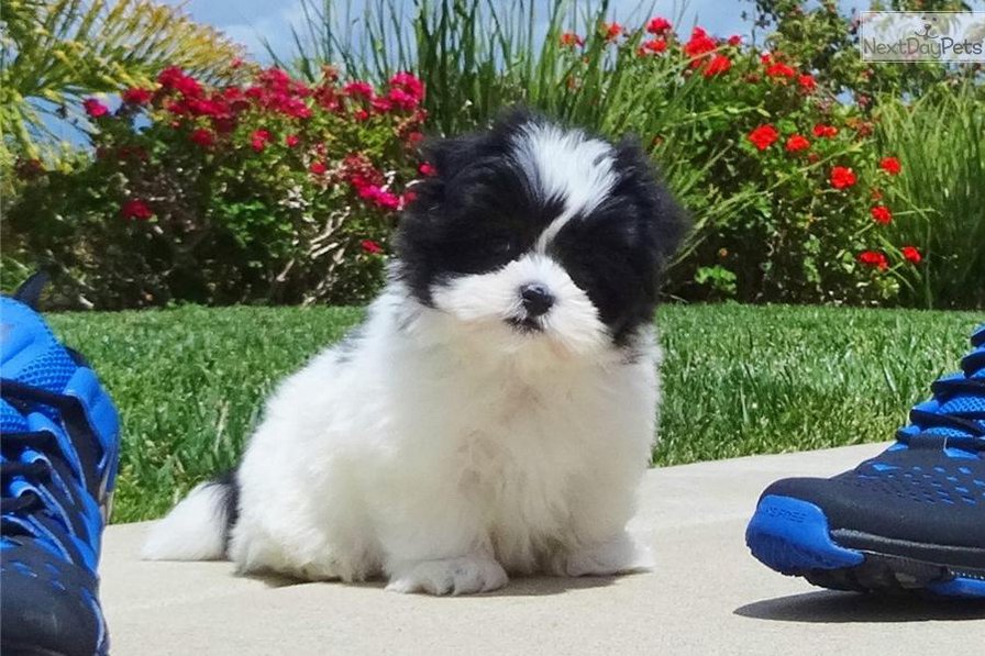 Собака - малши, собака - оригинал