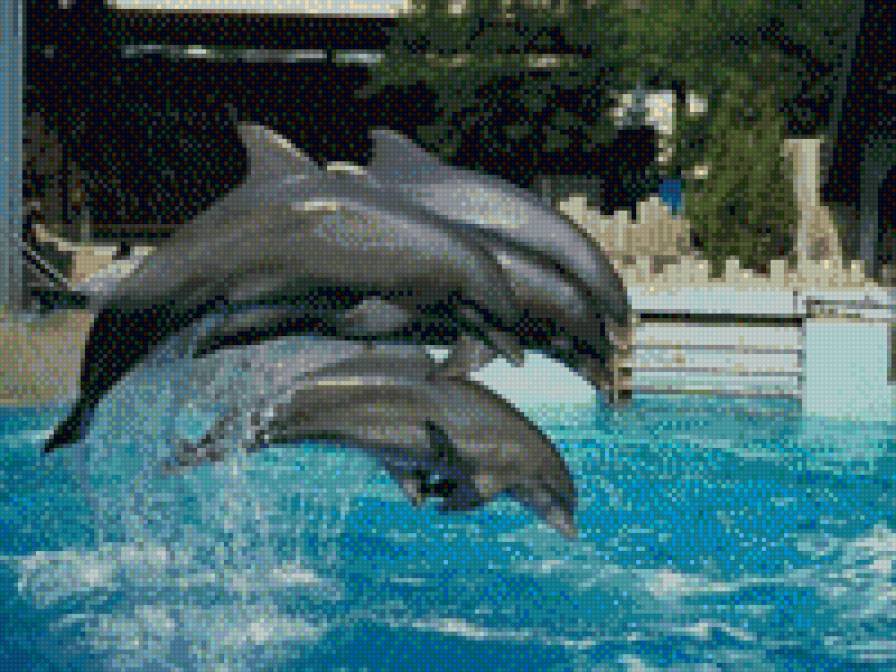 Дельфины - дельфин, вода - предпросмотр